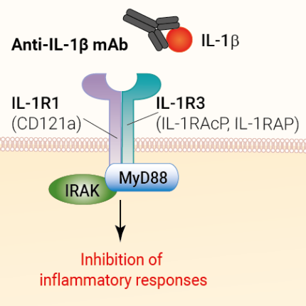 Neutralizing monoclonal antibody against human IL-1β