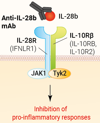 Binding of Anti-hIL-28b mAb