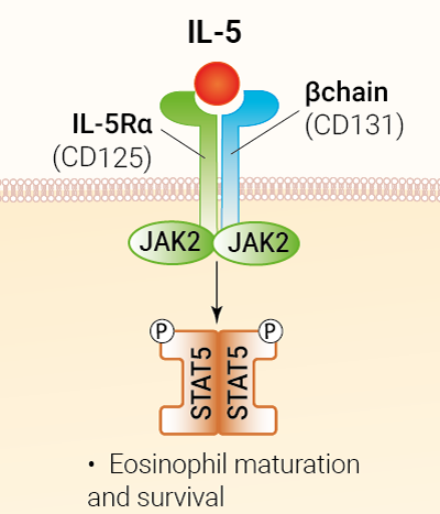 IL-5 signaling and biological functions