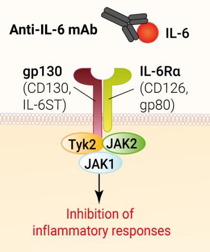 Binding of Anti-hIL-6 mAb