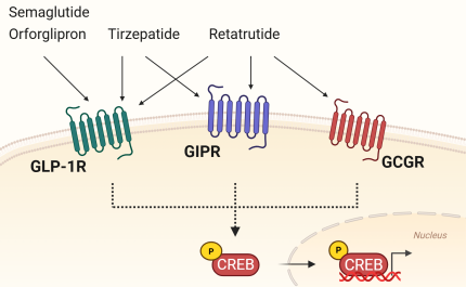 Signaling pathway of hormone receptor agonists
