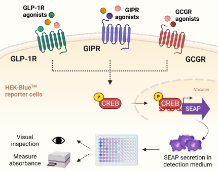 Signaling pathway in incretin & hormone reporter cells