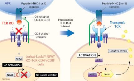MHC-I and MHC-II TCR activity bioassay principle