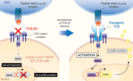 TCR activity bioassay principle