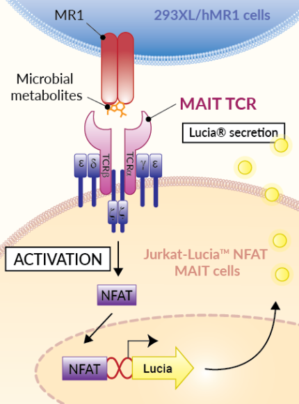 MR1-dependent MAIT TCR activity bioassay principle