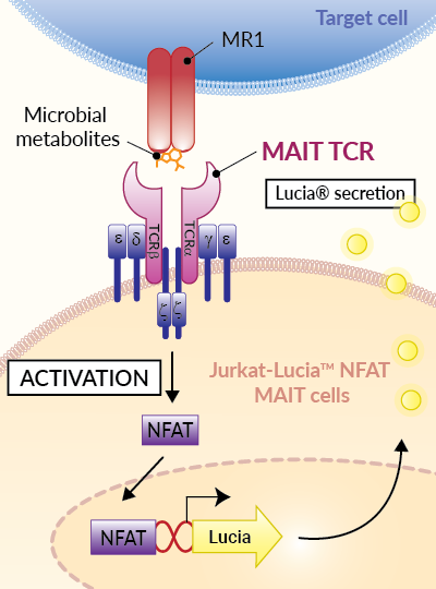 MAIT TCR activity bioassay principle