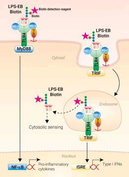 LPS-EB Biotin for binding studies and TLR4 activation