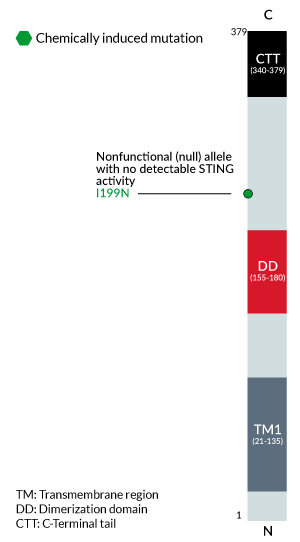 Mouse STING gene I199N Goldenticket variant