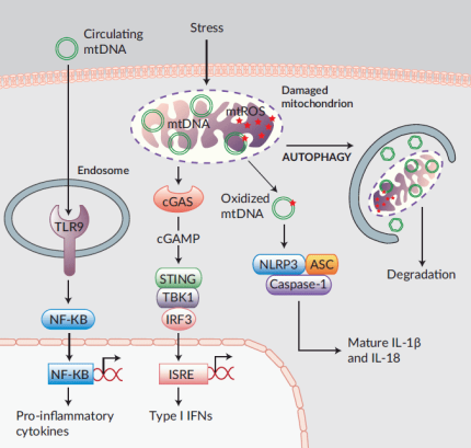 Mitochondrial DNA in innate immunity and autophagy