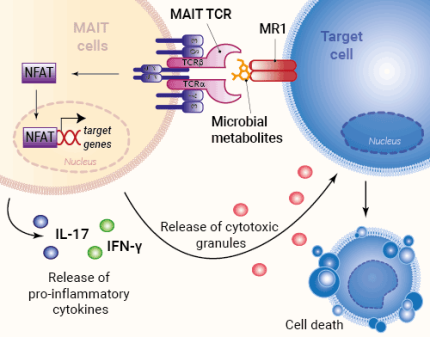MR1-dependent MAIT TCR activity