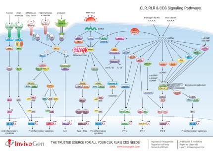 CLR, RLR & CDS Signaling Pathways