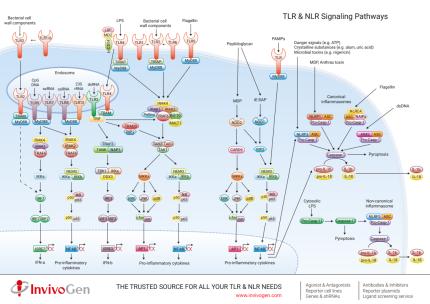 TLR & NLR Signaling Pathways