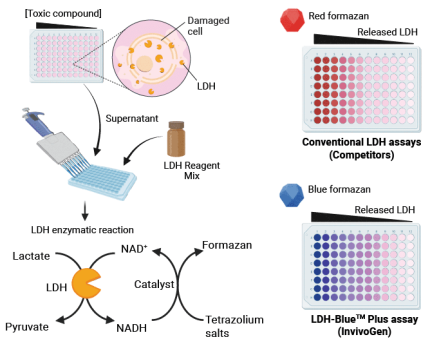 Colorimetric LDH release assay principle.