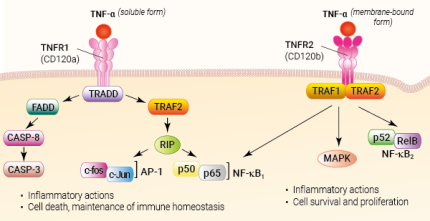 TNF-alpha signaling and biological functions