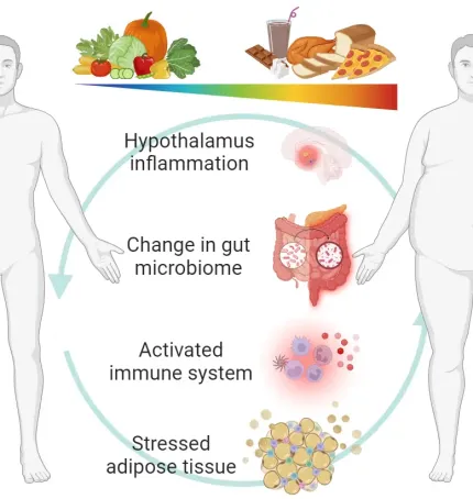 Impact of metaflammation on the human body