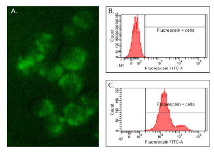 TLR3 intracellular fluorescent labeling using Poly(I:C) HMW Fluorescein