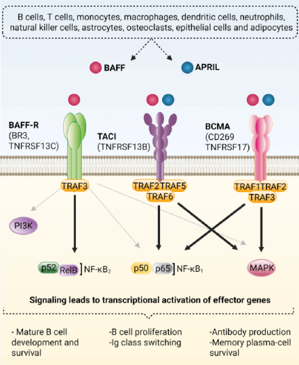 The BAFF/APRIL signaling pathways in B cells.