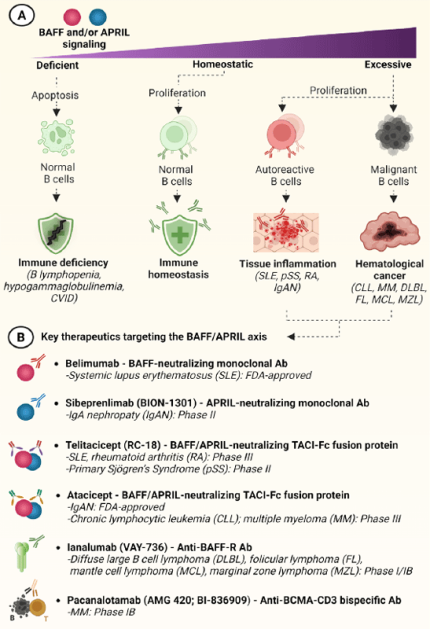 The BAFF/APRIL signaling in A) health and disease, and B) therapeutic targeting.
