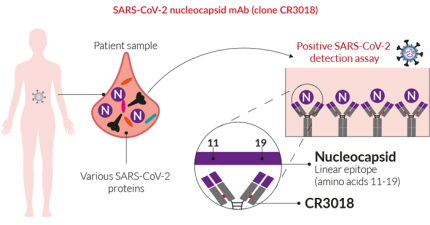 SARS-CoV-2 detection mAb (clone CR3018) SARS-CoV-2 detection mAb (clone CR3018)