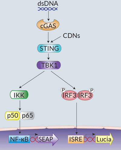 STING signaling in THP1-Dual™ KI-mSTING cells STING signaling in THP1-Dual™ KI-mSTING cells