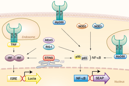 PRR signaling in THP1-Dual™ cells