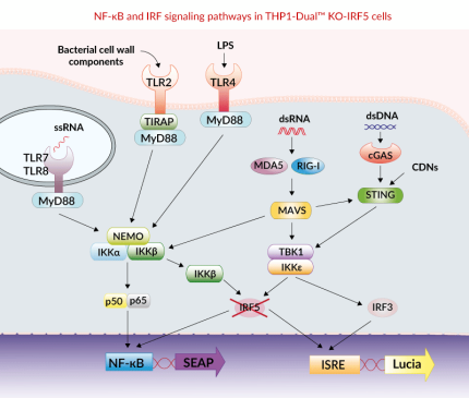 NF-κB and IRF signaling pathways in THP1-Dual™ KO-IRF5 cells