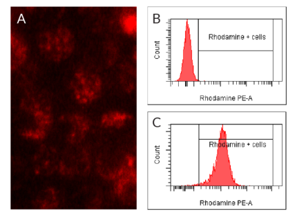 TLR3 intracellular fluorescent labeling using Poly(I:C) HMW Rhodamine