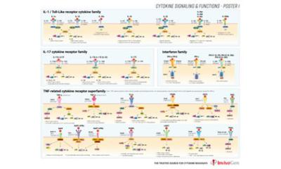 Cytokine signaling and functions poster