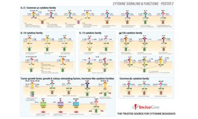 Cytokine signaling and functions poster 02
