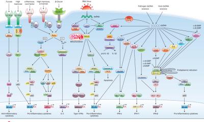 CLR, RLR & CDS Signaling Pathways