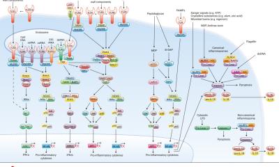 TLR & NLR Signaling Pathways