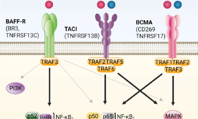 The BAFF/APRIL signaling pathways in B cells.