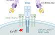 Absence of Jurkat-Lucia™ NFAT cell activation using Anti-hBCMA-βgal Control