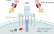Absence of Jurkat-Lucia™ NFAT cell activation using Anti-hCD19-βGal Control
