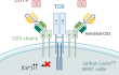 Absence of Jurkat-Lucia™ NFAT cell activation using Anti-βGal-hCD3 Control