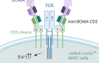 Jurkat-Lucia™ NFAT cell activation using Anti-hBCMA-CD3