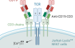 Jurkat-Lucia™ NFAT cell activation using Anti-hCD19-CD3