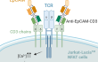 Jurkat-Lucia™ NFAT cell activation using Anti-hEpCAM-CD3