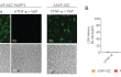 Monitoring of ASC speck formation and pyroptosis upon NLRP1 activation using Val-boroPro Monitoring of ASC speck formation and pyroptosis upon NLRP1 activation using Val-boroPro