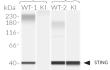 Validation of mSTING knockin by Western blot (WES by Protein Simple) Validation of mSTING knockin by Western blot (WES by Protein Simple)