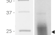 Detection of CHO-derived GM-CSF by SDS-PAGE