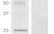 Recombinant human IL-5 detection by SDS-PAGE