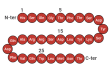 Amino acid sequence of Glucagon (1–29)