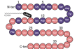 Amino acid sequence of retatrutide