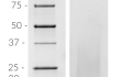 SDS-PAGE analysis of the recombinant mouse (m)IL-13. 