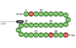 Amino acid sequence of semaglutide