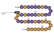 Amino acid sequence of tirzepatide
