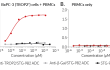 STING activation in vitro using Anti-TROP2/STG-982 antibody-drug conjugate