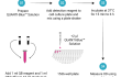 QUANTI-Blue™ High Throughput Screening (HTS) procedure