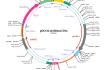 pDUO2-mMD2-CD14 plasmid map